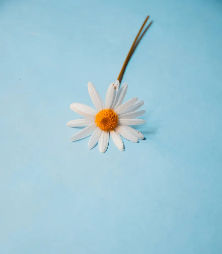 AI generated image of a white daisy